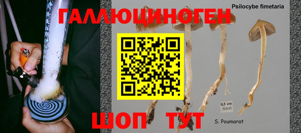 Галлюциногенные грибы Psilocybine cubensis Белово